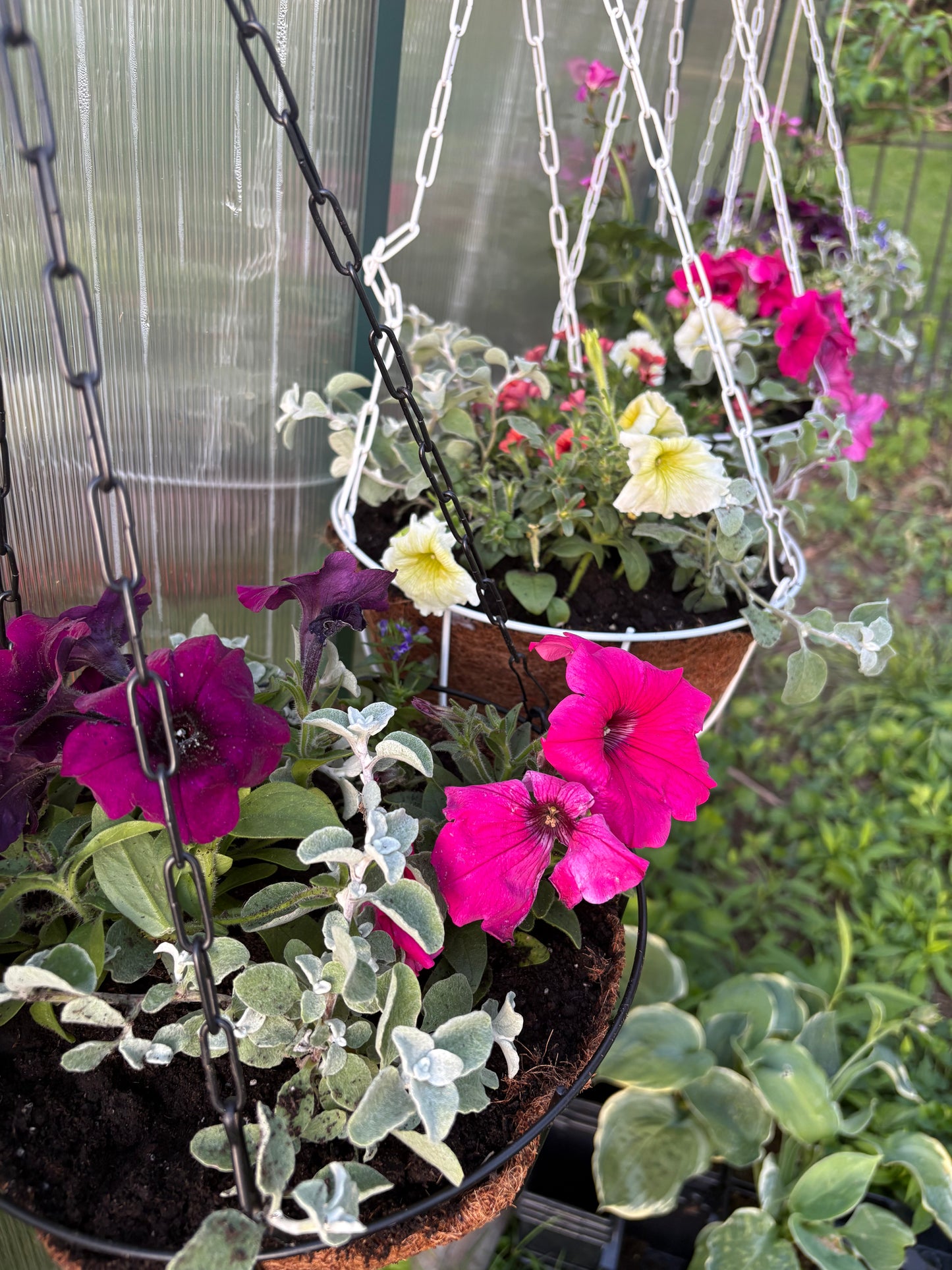 10in Hanging Baskets