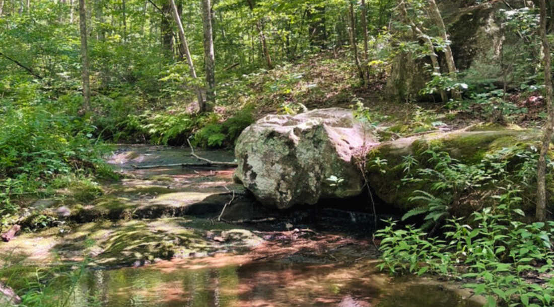 Pickle Creek Trail Guide: What to Expect at Hawn State Park