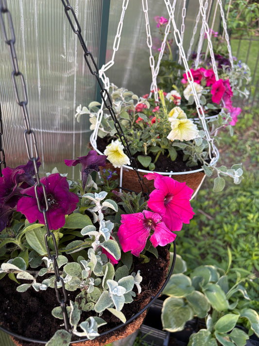10in Hanging Baskets